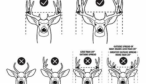 whitetail deer antler growth chart by month