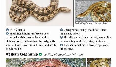 Snakes of North Texas – Quick Reference Publishing