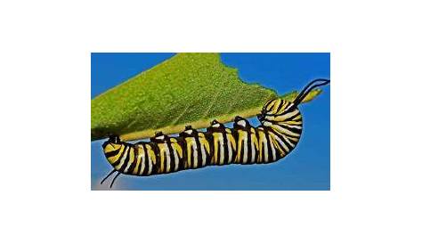 Types of Caterpillars with Helpful Identification Chart & Pictures