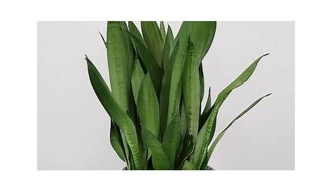 Different Snake Plant Species