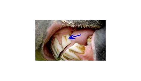 www.horse teeth age chart | Above: Photo of a Galvayne's groove in a 14
