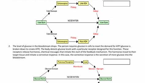 homeostasis worksheet graph answer key