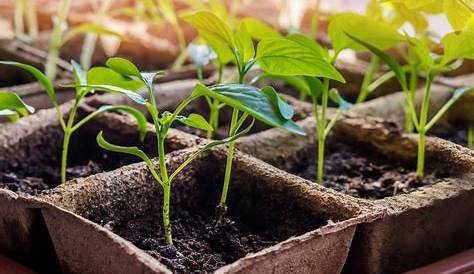 Why Did My Seedling Die: Identifying And Fixing Common Seedling Problems