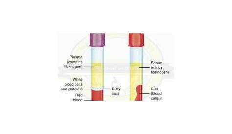 20 Difference Between Serum And Blood Plasma (With Comparison Chart
