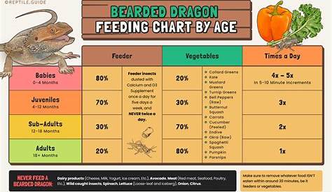 feeding bearded dragon food chart