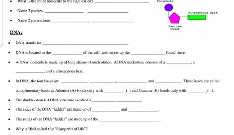 Amoeba Sisters Dna Vs Rna Worksheet Answer Key : Rna And Protein