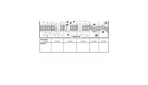 Biology Osmosis Worksheet Answer Key Pdf - kidsworksheetfun