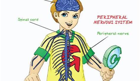 human nervous system Archives - Easy Science For Kids