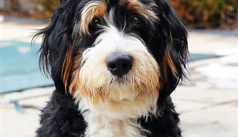 Pin by Dawn Martinez on PUPPY LOVE!! | Bernedoodle puppy, Cute dogs