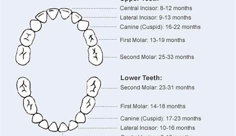when do you lose teeth chart