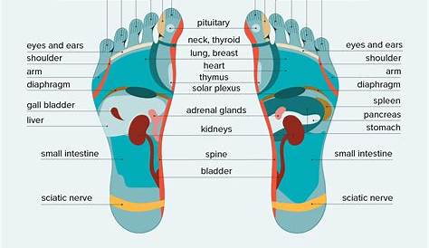 Foot Reflexology Chart: Points, How to, Benefits, and Risks