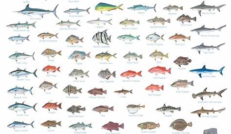 gulf of mexico fish chart