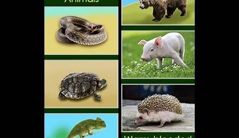 An In depth Comparison of Cold blooded and Warm blooded Animals - YouTube