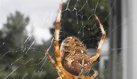 The 25+ best Spider identification ideas on Pinterest | Spider bite