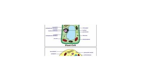 Plant Cell Diagram Labeled 7th Grade Simple - Cell Diagram