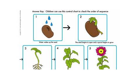 Life Cycle of Plant- Seed to Flower- Printable Worksheets- Distance