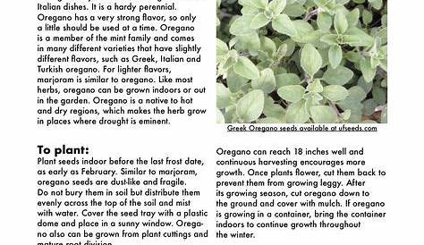 Oregano: From Seed to Harvest | Oregano plant, Growing herbs, Harvest