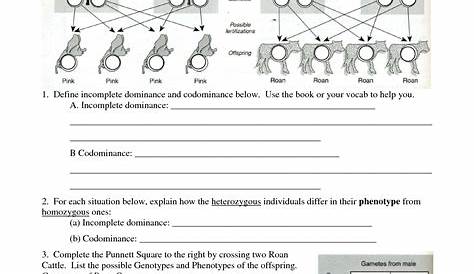 incomplete dominance worksheets answer key