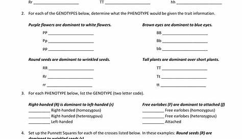 41 punnett square worksheet 1 answers - Worksheet Master
