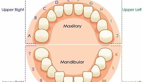 Dental Charts to Help You Understand the Tooth Numbering System | Tooth