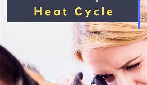 German Shepherd Heat Cycle Chart