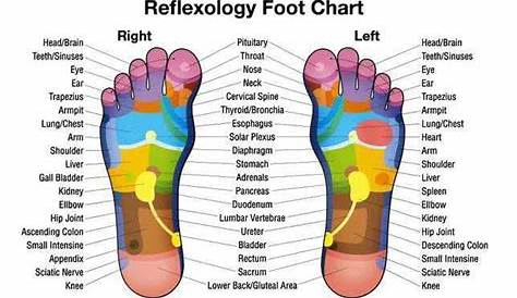reflexology top foot chart