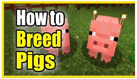 How to BREED Pigs in Minecraft & Feed them (Easy Method!) - YouTube