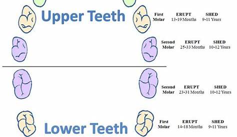 primary teeth eruption chart