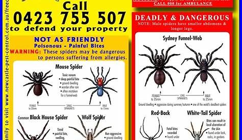 1000+ images about Spider charts on Pinterest | Spider Identification