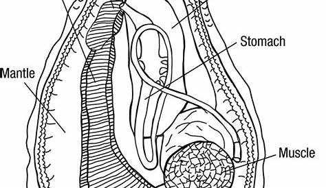 Anatomy of an oyster | Musings | Pinterest | Oysters and Anatomy