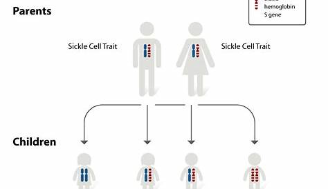sickle cell genotype chart