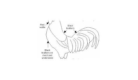 diagram of domestic fowl