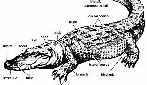 Anatomy of Crocodilia | Vertebrates | Chordata | Zoology