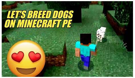 How to breed dogs in Minecraft || Minecraft gameplay - YouTube