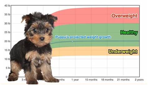 yorkshire terrier weight chart