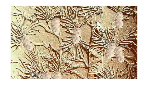 Plaster Stencil Pine Tree and Mold – Walls Stencils, Plaster Stencils