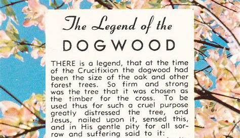 the legend of the dogwood tree printable