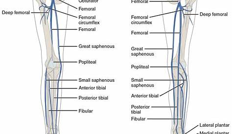 veins of the lower extremity diagram