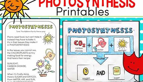 the process of photosynthesis worksheets