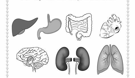 human body system worksheet