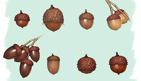 How to Identify Oaks by the Acorns: 13 Steps - wikiHow