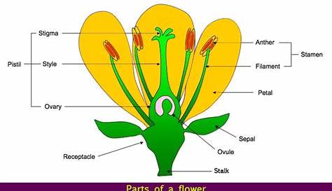 Parts of a Flower | Flower Parts | Science Lessons | Flower Structure