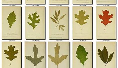PLANTS-94 Collection of 190 vintage images Oak leaf quercus | Etsy