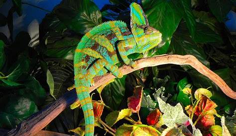 Male Veiled Chameleon - Reptiles Photo (23876594) - Fanpop