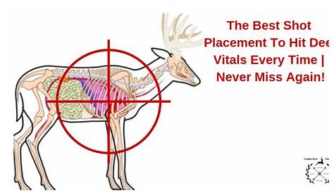 The Best Shot Placement To Hit Deer Vitals Every time | Never Miss