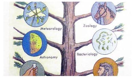 Science: science | Branches of science, Graphic organizers, Science