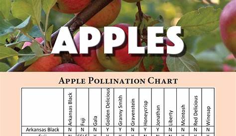Fruit Tree Pollination Chart : Tips On Buying Fruit Trees - Plant two