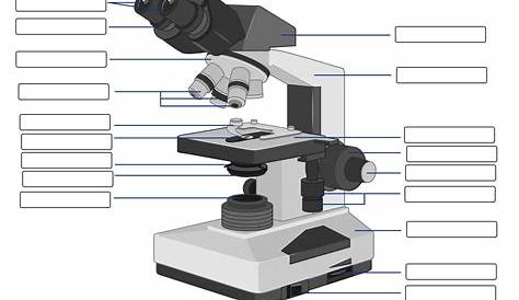 the microscope worksheets