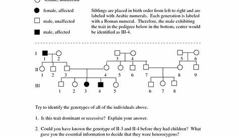 genetic chart worksheet answer key