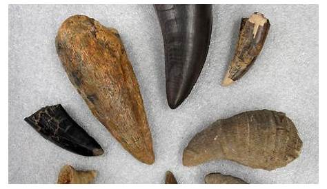 Paleontology: Fossil Identification | AMNH Fossil Art, Fossil Beds